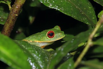 Obraz premium Red eyed stream frog costa rica nature 