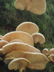 Mushrooms in the Forest