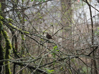 Bird in the Forest