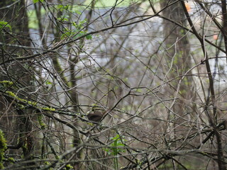 Bird in the Forest