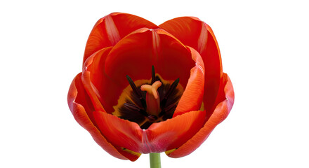 Red Tulip Flower with Dark Center