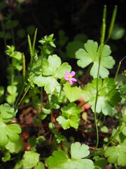 Purple and Pink Wild Flowers