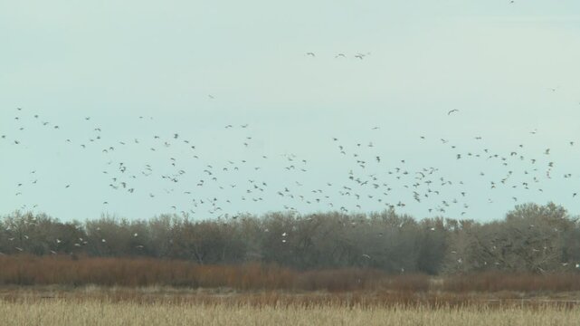 Snow Geese Circeling a Field