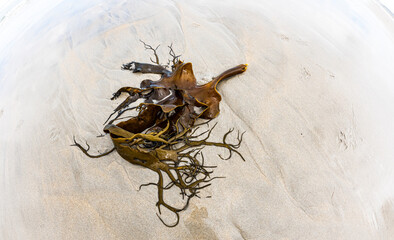 Seaweed on a sandy beach fish eye view


