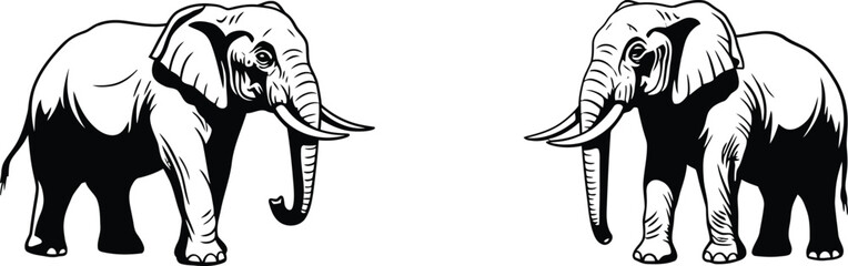 Obraz premium Elephant pair facing each other detailed black and white vector illustration of wildlife animals in natural posture 