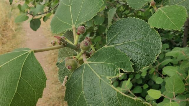 Fresh green Fig fruits on branches in a tree