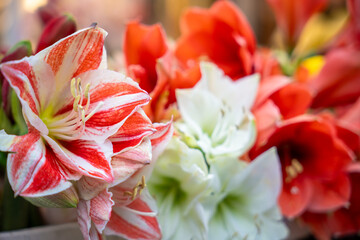 Closeup of stunning red white and orange amaryllis flowers in full bloom, ideal for floral...