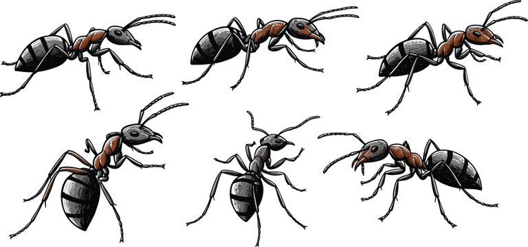 Ant insects six different realistic views detailed vector illustration of black and brown ants crawling and standing 