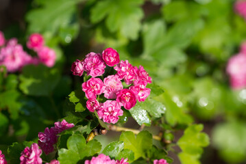 Midland hawthorn,.Crataegus laevigata  red flowers closeup selective focus