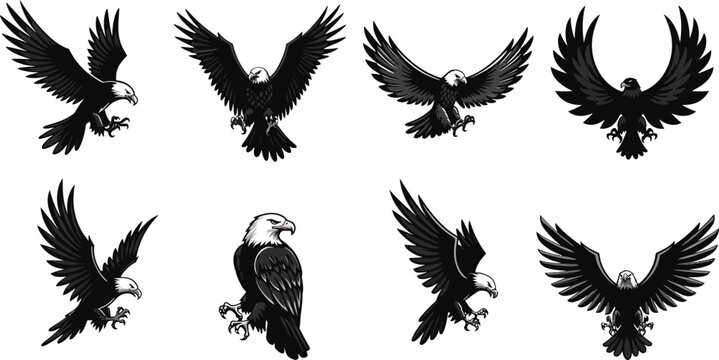 Bald eagle flying with wide wingspan in various aggressive attack poses vector illustration 
