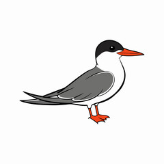 black and white bird