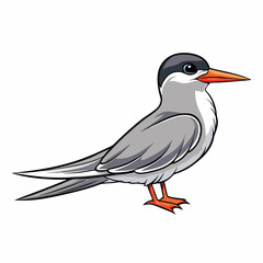 black and white bird