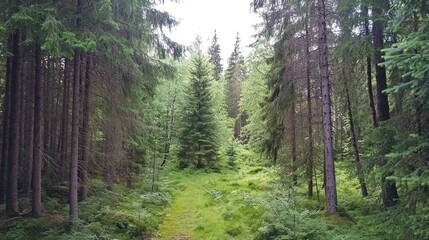 Fototapeta premium Lush green forest path through dense woodlands, natural environment