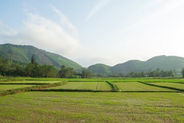 Obraz premium View of Vibrant Green Paddy Fields with Majestic Mountains Beneath a Clear Blue Sky. Hue, Vietnam.