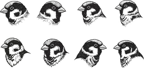 Obraz premium Sparrow bird head detailed sketch set with black and white feather textures in vector illustration style 
