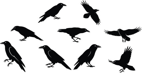 Fototapeta premium Black Raven Birds Flying and Perching Silhouettes Vector Illustration in Various Poses 
