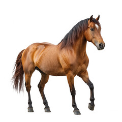 Obraz premium Beautiful brown horse isolated on black background equine animal mammal on transparent background