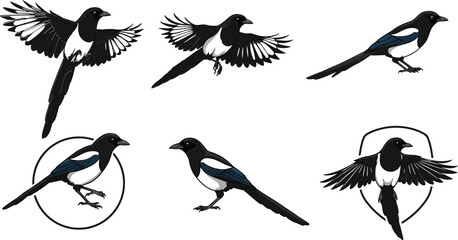 Obraz premium Black and white magpie bird set in various flying and standing poses vector illustration 