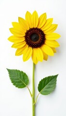 Obraz premium A single sunflower seed against a pure white background High resolution , contrast, healthy