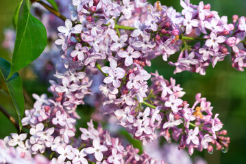 common lilac, .Syringa vulgaris flowers closeup selctive focus
