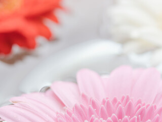 水に浮かべたガーベラの花のアップ16