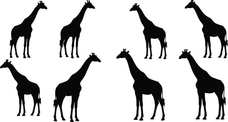 Naklejka premium Silhouettes of giraffes standing and walking in different poses vector illustration 