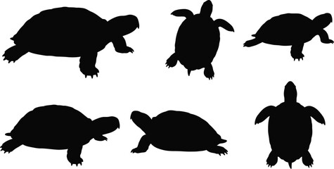 Obraz premium Turtle silhouettes in various poses black vector illustration simple nature animal shapes 