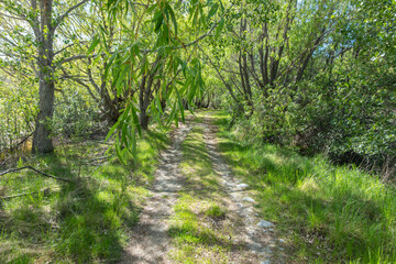 Picturesque forest track surrounding trees and vegetation during spring