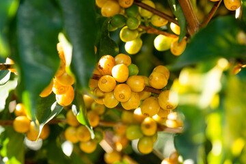 Yellow Coffee beans plantation