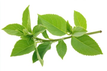 Obraz premium Explore Fresh green leaves on twig, concept of new life and nature beauty.