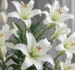 Fototapeta premium Close-up of delicate white lilies with soft focus background, solace, serenity, remembrance