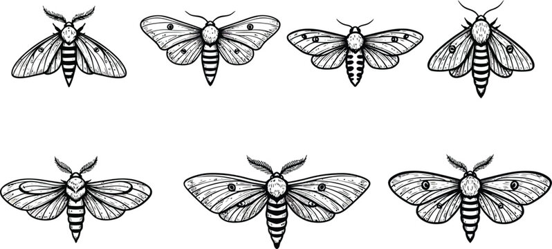 Vintage detailed hand-drawn moth illustrations in black and white for natural history and entomology study vector set 