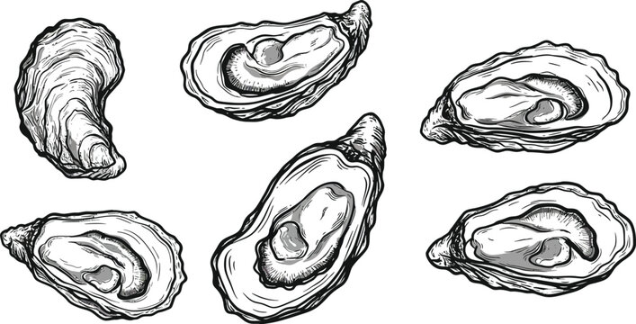 Oyster shell vector illustration with detailed engraved style seafood design elements for culinary and marine themes 