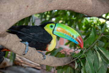 Los tucanes son aves de América, reconocidas por sus picos grandes y coloridos, que viven en bosques tropicales desde México hasta Sudamérica © Wilmerfotografia