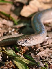 Small snake in leaves in the forest, close-up of the head