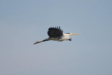 Grey heron - Ardea cinerea fluing with blue sky background. Photo from Milicz Ponds in Poland.	