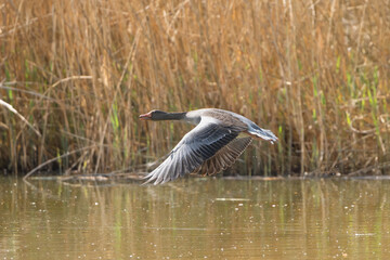 Greylag goose or graylag goose - Anser anser flying with spanned wings with reeds in background.. Photo from Milicz Ponds in Poland.