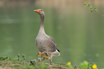 Greylag geese or graylag geese - Anser anser adult and gosling on ground at green background. Photo from Milicz Ponds in Poland.	