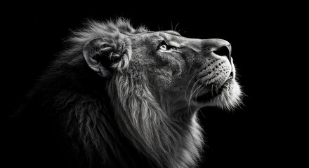 Majestic Lion Portrait Black White Dark Background Noble Gaze