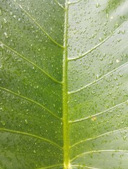 green leaf with water drops