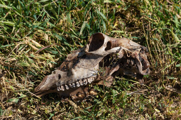 A sheep's skull with remnants of soft tissues lying in the green grass and illuminated by sunlight, close-up.