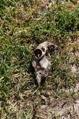 A sheep's skull with remnants of soft tissues lying in the green grass and illuminated by sunlight, vertical photo.