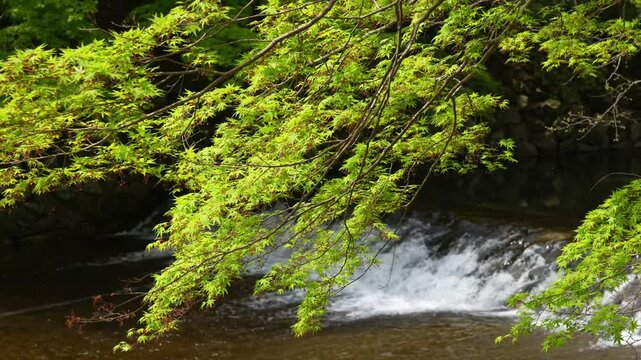 日本、京都、庭園、佛寺、寺院、文化財、木造建築、古代建築、日本文化、歷史名勝、古都京都の文化財、木、綠色、青空、池塘	
