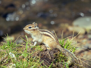 Chipmunk with raised a paw, close-up
