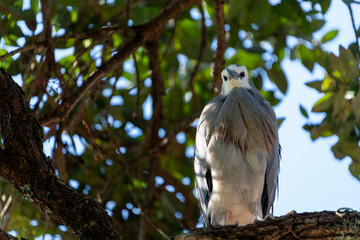 White-faced heron