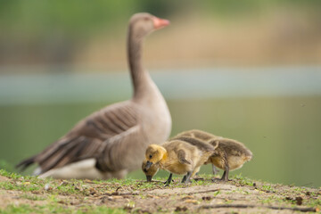 Greylag geese or graylag geese - Anser anser goslings crazing on meadow with adult in background. Photo from Milicz Ponds in Poland.	