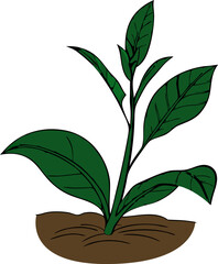 green plant isolated on white