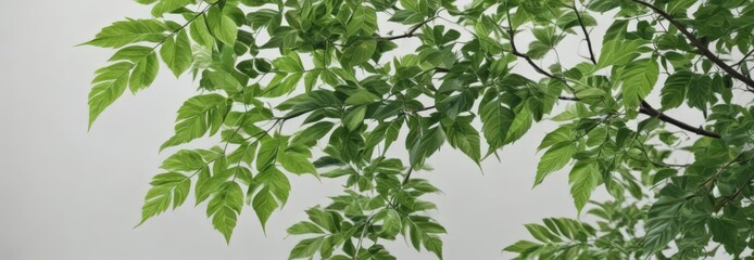 Vibrant green leaves, crisp detail, pure white background, clipping path, detail