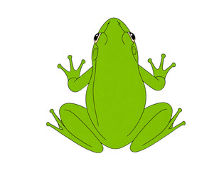 green frog isolated on white
