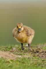 Gosling of greylag goose or graylag goose - Anser anser walking on ground at green background. Photo from Milicz Ponds in Poland. Vertical.